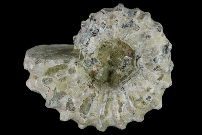 1 1/4" Tractor Ammonite (Douvilleiceras) Fossils - Photo 1